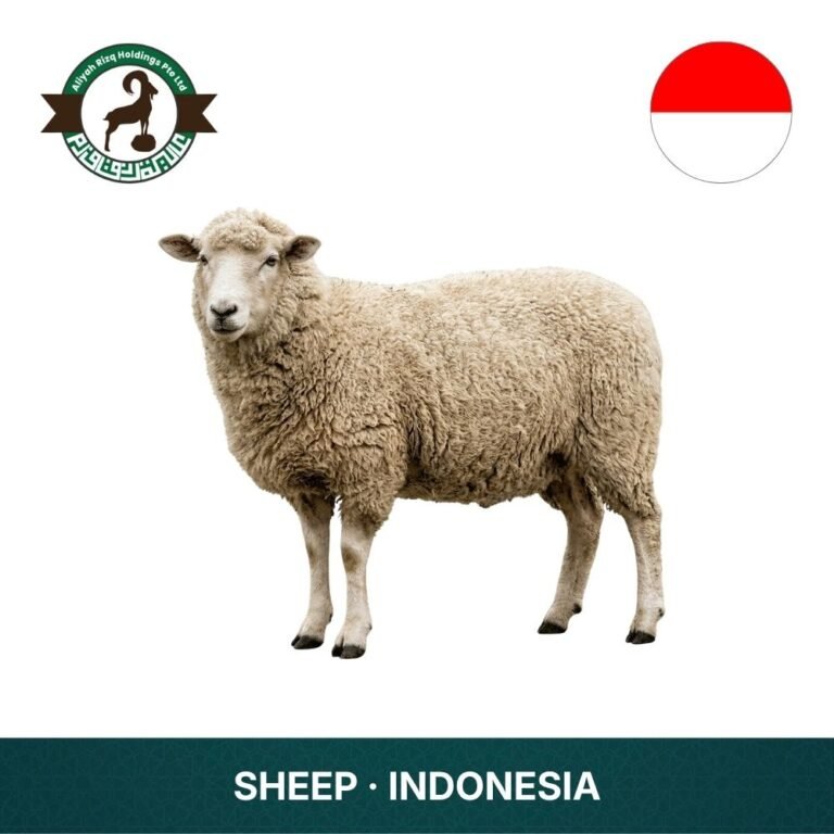 1_Sheep Indonesia