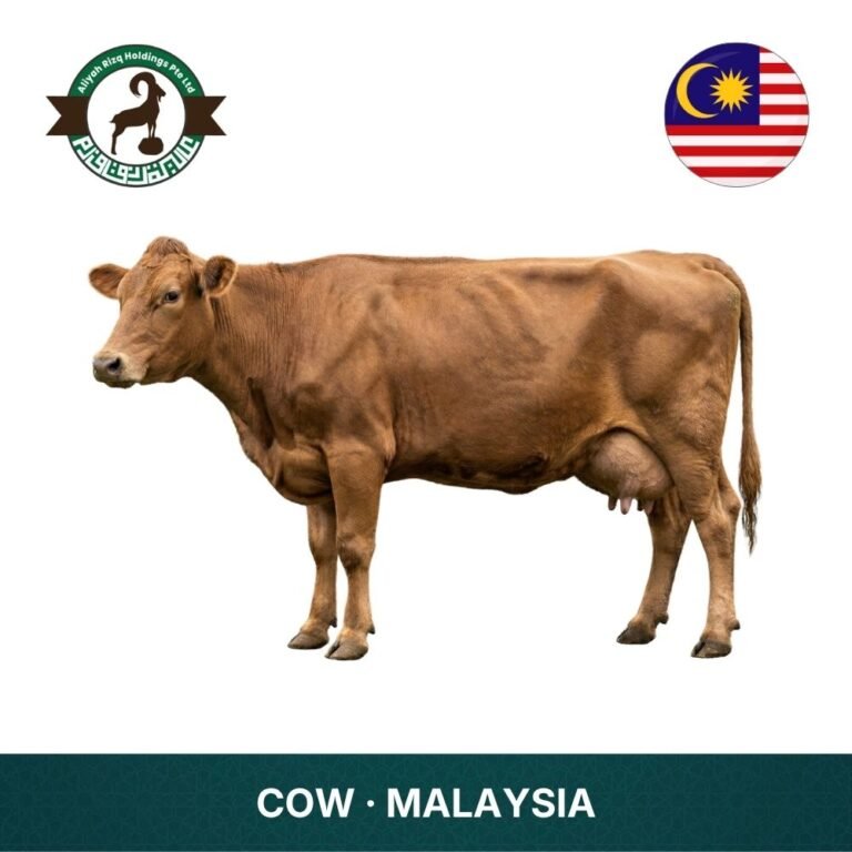 5_Cow Malaysia