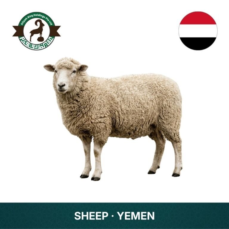 19_Sheep Yemen