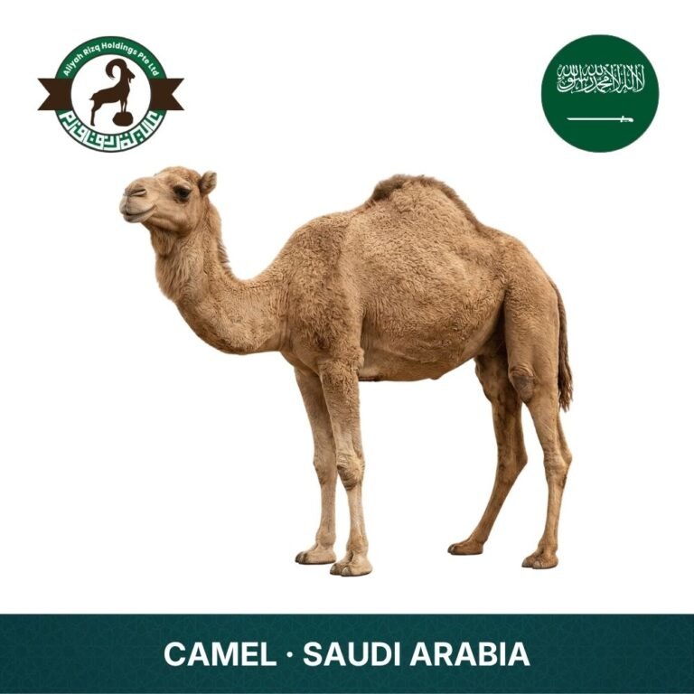 24_Camel Saudi Arabia