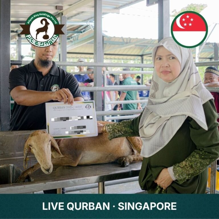 ar sheep singapore live korban_3